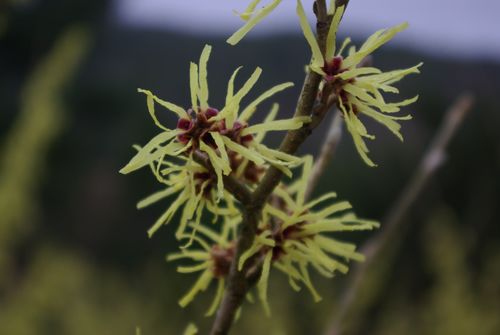 Hamamelis x intermedia 'Arnold Promise', 6. januar 2008. Foto: F. Ervik